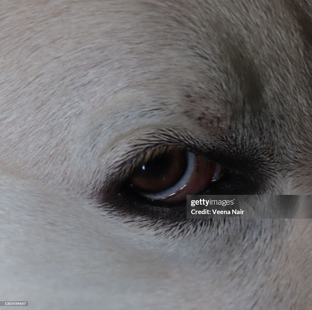 Vision Labrador Closeup Of The Eye Of A Labrador Puppy High-Res Stock Photo - Getty Images
