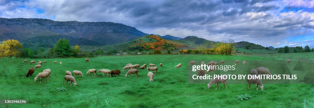 At the pastures of Prinos panorama