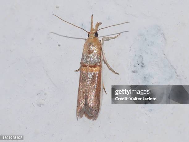 gold-banded etiella moth (etiella zinckenella) - pyralid moth stockfoto's en -beelden