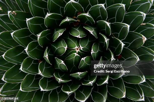 agave victoriae reginae (queen victoria agave, royal agave) - pique photos et images de collection