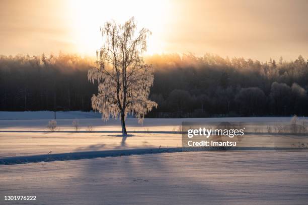 birch in frost - latvia forest stock pictures, royalty-free photos & images