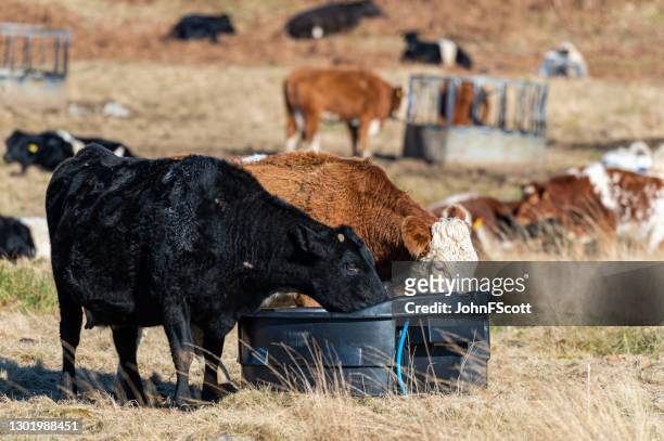 dos vacas de vacuno bebiendo agua - trough fotografías e imágenes de stock