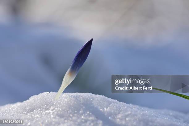 knospender krokus im schnee - knop plant stage stockfoto's en -beelden