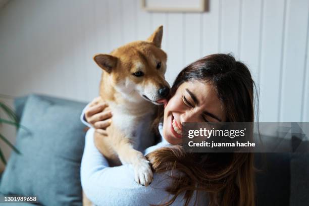 woman having fun with her dog at home. - shiba inu fotografías e imágenes de stock