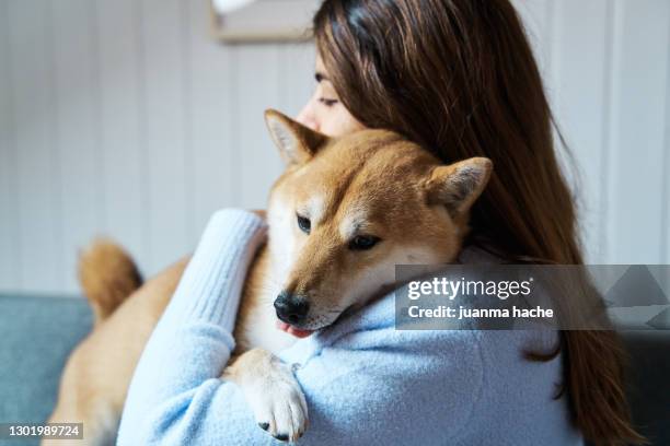 woman hugging her dog while sitting on a couch. - shiba inu adult stock pictures, royalty-free photos & images