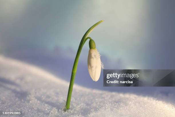 schneeglöckchen blume horizontale ausrichtung - snowdrops stock-fotos und bilder