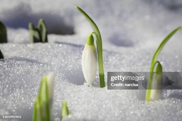 flores de gota de nieve que salen de la nieve - supervivientes fotografías e imágenes de stock