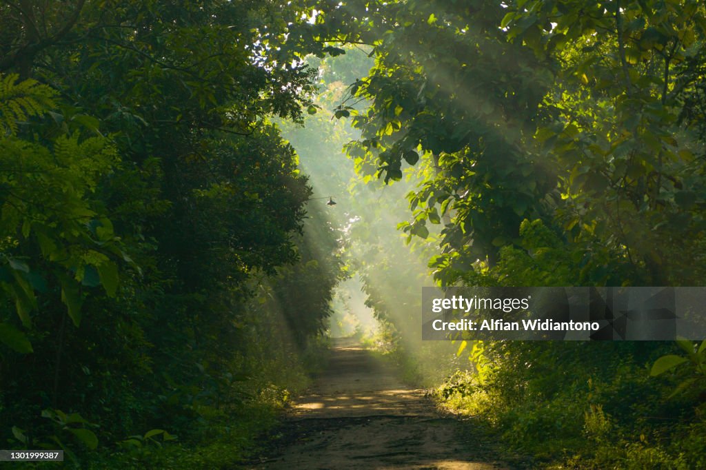 Mystic morning