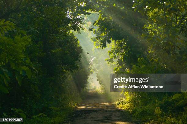 mystic morning - forest bildbanksfoton och bilder
