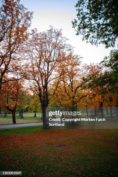 autumn season has come in this park in drottningholm, sweden - stockholm park stock-fotos und bilder