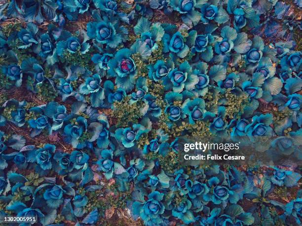 directly above view of red cabbages crops in the field. sustainable lifestyle. - malta aerial stock pictures, royalty-free photos & images