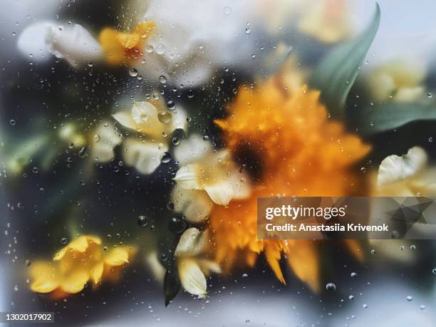 rain drops on the glass with yellow flower bouquet. - freesia flowers stock pictures, royalty-free photos & images