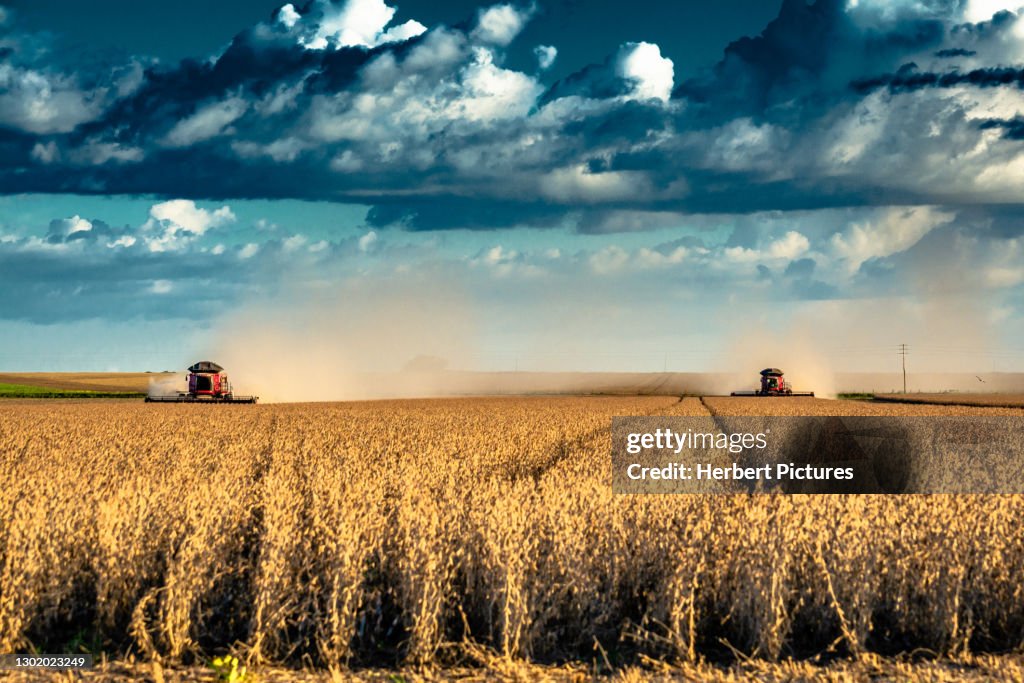 Agribusiness: Harvest Soybean, Agriculture - Agricultural Harverster Machine - Agribusiness: Soybean Harvesting, Agricultural Harvester Machine.