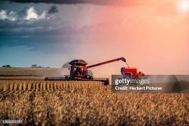 agribusiness: harvest soybean, agriculture - agricultural harverster machine - agronegócio: colheita da soja, maquina agrícola colheitadeira. - soybean harvest - fotografias e filmes do acervo