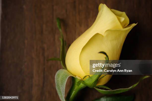 Simply Yellow Roses Beautiful Single Yellow Rose Photos and Premium High Res Pictures ...