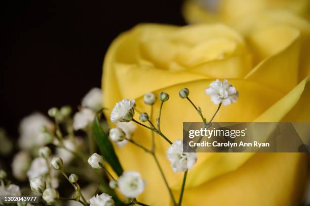 single yellow rose with baby’s breath - undertaker stock pictures, royalty-free photos & images