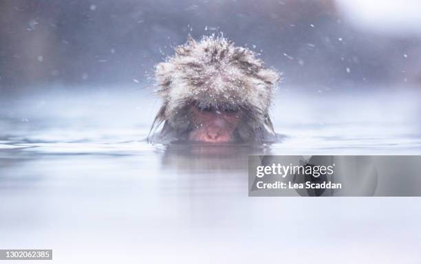 snow monkey - snow monkeys stock-fotos und bilder