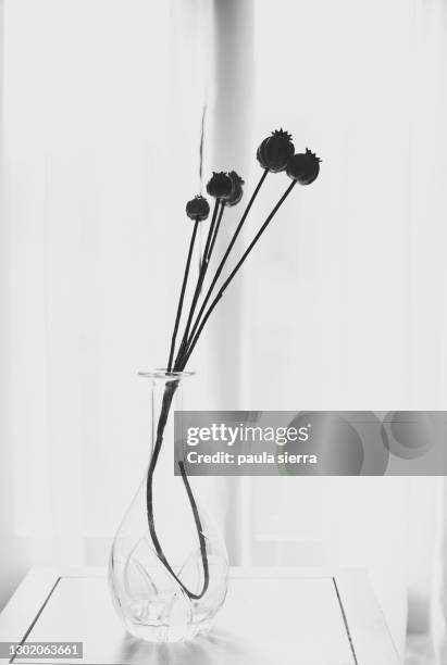 dried poppies in a vase - black and white flower stock pictures, royalty-free photos & images