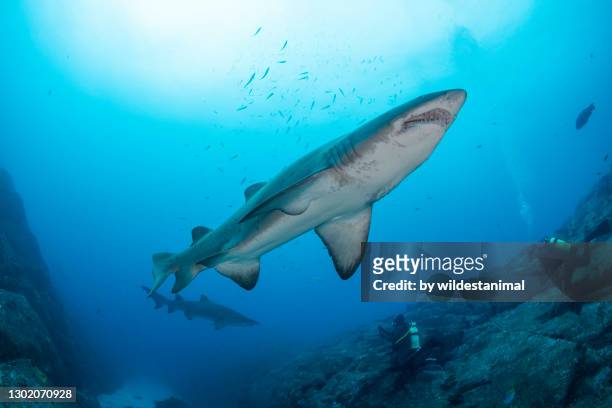 sand tiger sharks, or grey nurse sharks as they are known in australia, and scuba divers at the fish rock cave dive site, south west rocks, nsw, australia. - sand tiger shark stock pictures, royalty-free photos & images