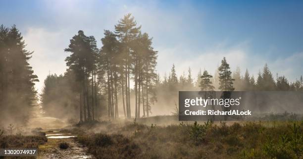 new forest national park - forest in the mist series - treelined stock pictures, royalty-free photos & images