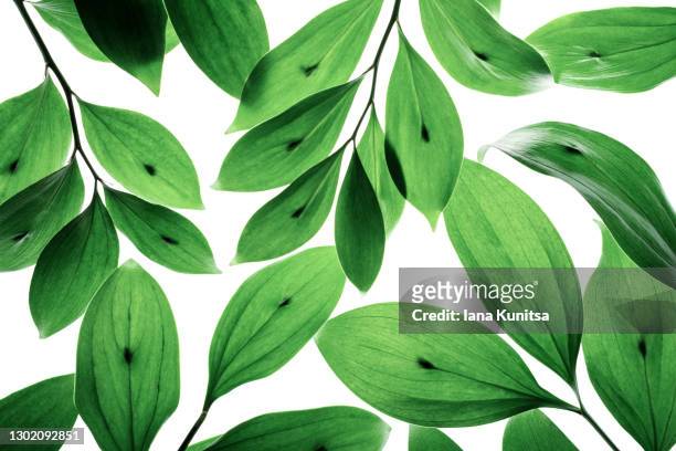 green leaves on white isolated background. back light. natural greenery pattern. - backlight　green ストックフォトと画像