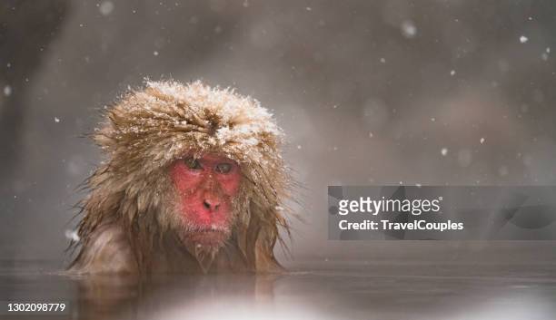 japanese macaque or snow japanese monkey with onsen at snow monkey park or jigokudani yaen-koen in nagano, japan during the winter season - japanese macaque stock pictures, royalty-free photos & images