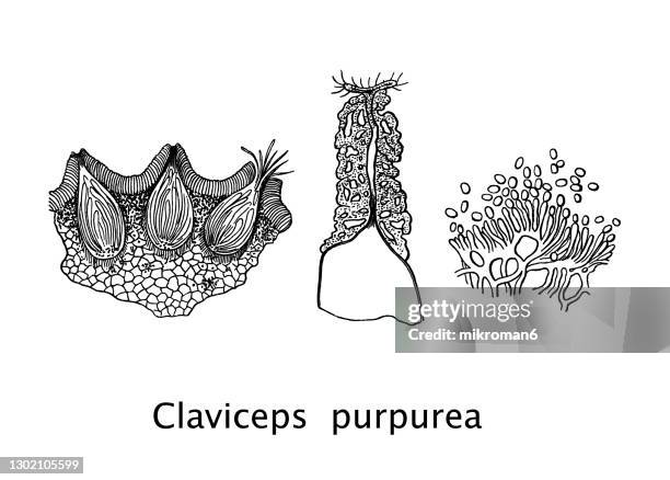 old engraved illustration of ergot fungus (claviceps purpurea) - claviceps purpurea stock pictures, royalty-free photos & images