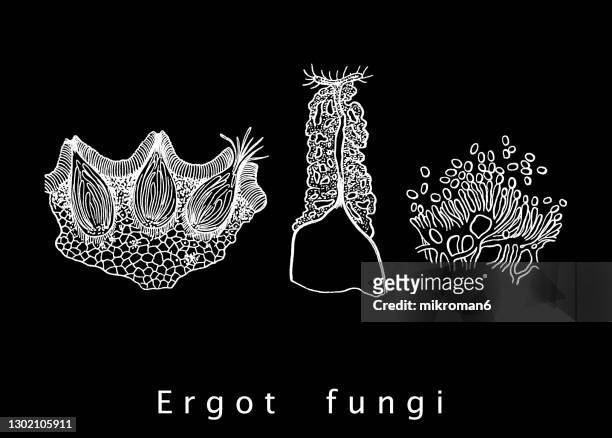 old engraved illustration of ergot fungus (claviceps purpurea) - rye - grain stock pictures, royalty-free photos & images