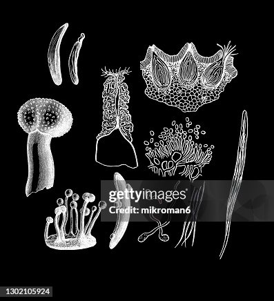 Ergot Vector Old Engraved Illustration Of Ergot Fungus High-Res Stock Photo - Getty ...