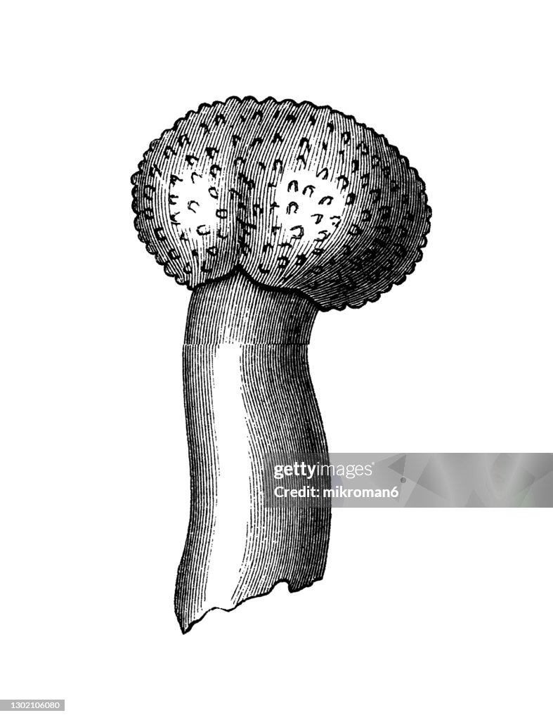Ergot Vector Old Engraved Illustration Of Ergot Fungus High-Res Stock Photo - Getty ...