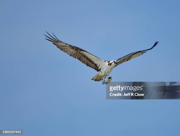 osprey with its catch in mid air - fischadler stock-fotos und bilder