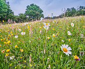 Neutral unimproved wild flower meadow in the Sussex High Weald