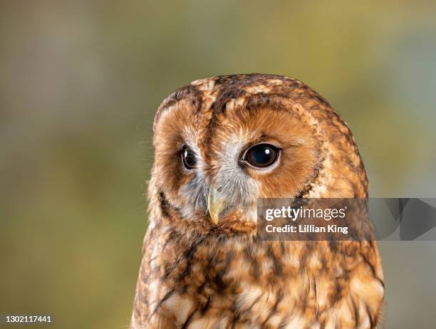 tawny owl - bird of prey stock pictures, royalty-free photos & images