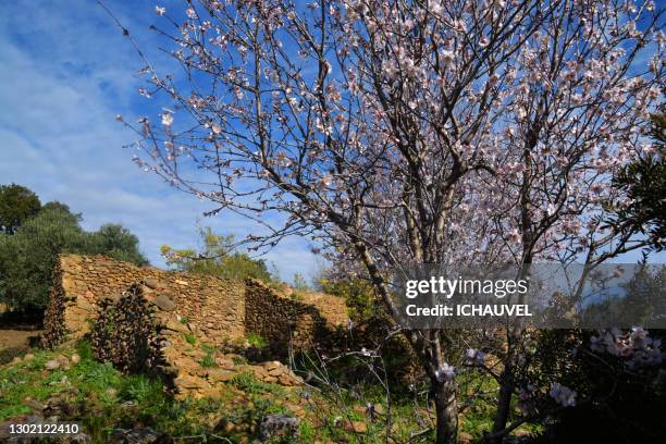 almond tree in bloom france - almond blossom stock-fotos und bilder