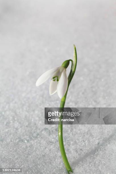 de bloem van de sneeuwklokje in de lente - snowdrops stockfoto's en -beelden