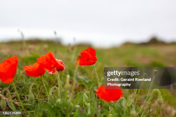 lest we forget - covid memorial stock pictures, royalty-free photos & images