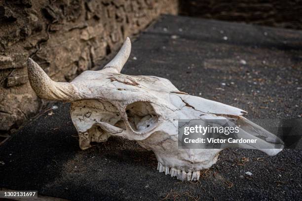 cow skull - skeletons stock-fotos und bilder