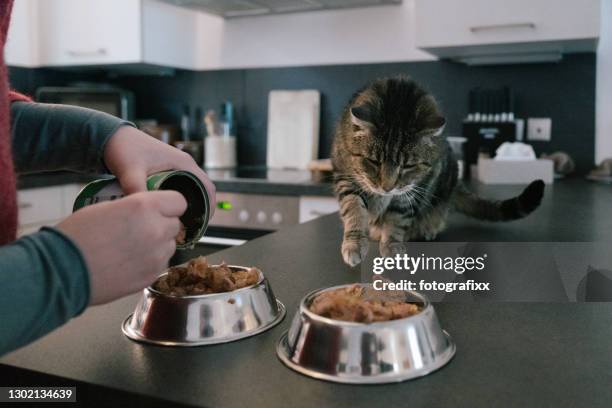 zubereitung von tierfutter für eine hungrige katze - cat food stock-fotos und bilder