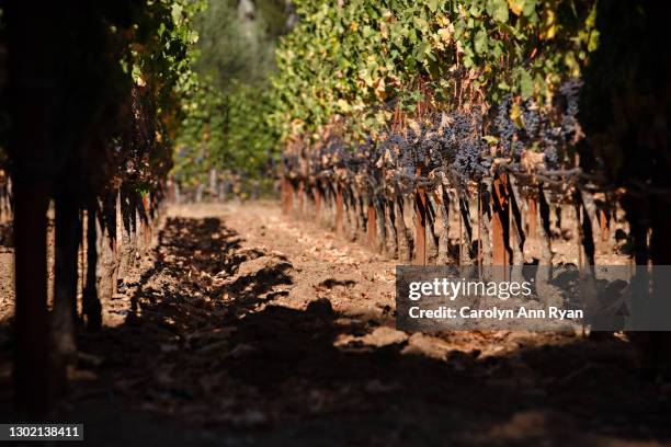 wine grape bunches hang on the vineyard vines - sonoma valley stock-fotos und bilder