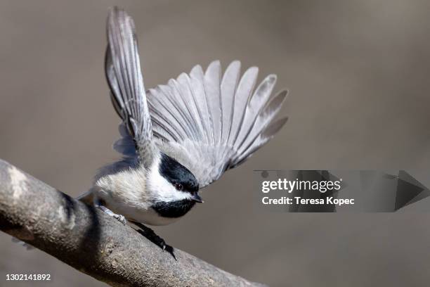 carolina chickadee taking flight - chickadee stock pictures, royalty-free photos & images
