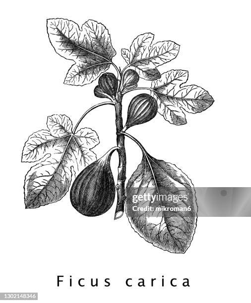 old engraved illustration of botany, common fig (ficus carica) - fig stock pictures, royalty-free photos & images