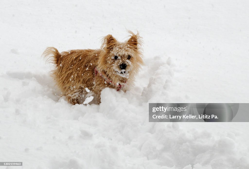 Cute Norwich Terrier in the snow