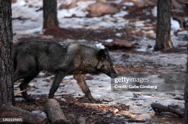 Le loup de Sibérie, un rôdeur dans la toundra - Photos Futura