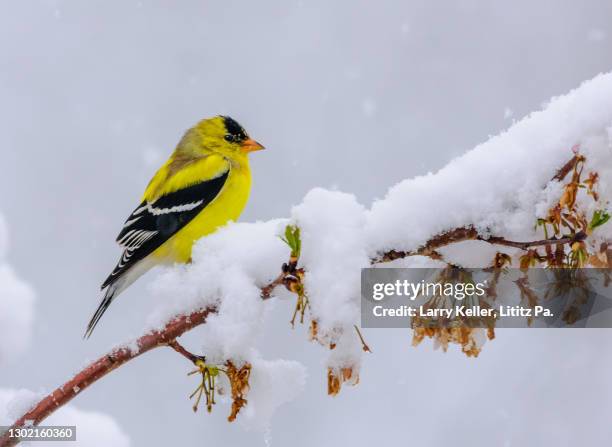 american goldfinch in a spring snow fall - american goldfinch - fotografias e filmes do acervo