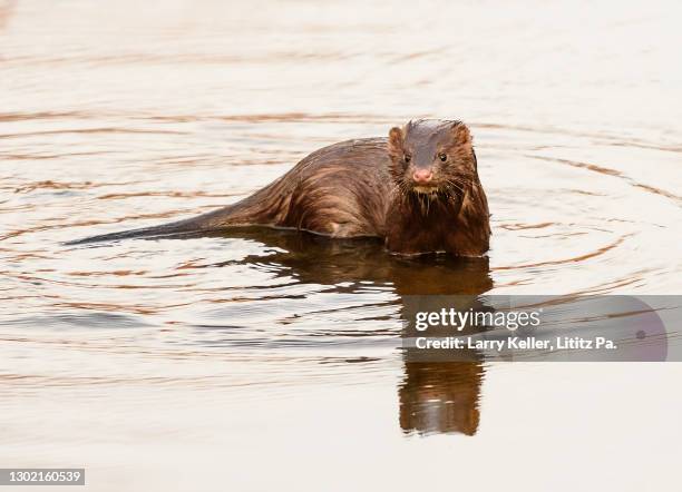 wild mink swimming in a small stream - mink fur stock pictures, royalty-free photos & images