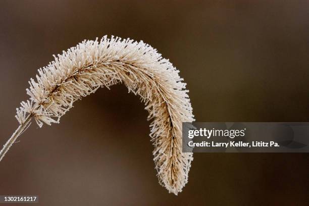 foxtail weed head in fall - foxtail barley stock pictures, royalty-free photos & images