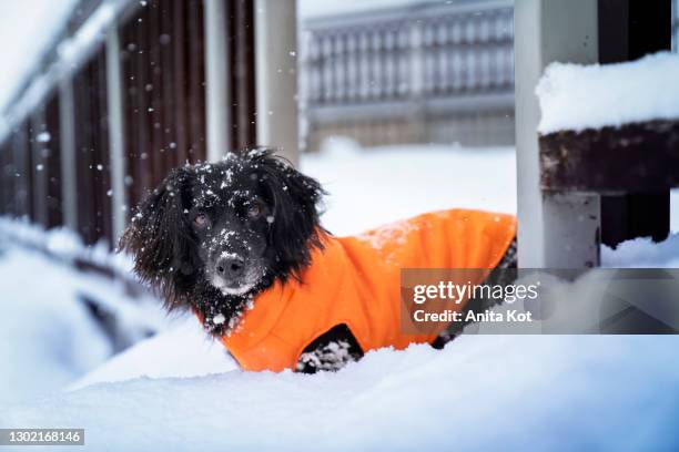 portrait of a dog in a jacket - orange jacket stock pictures, royalty-free photos & images