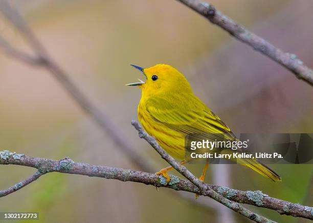 bright yellow warbler during the spring migration in pennsylvania - chipe amarillo fotografías e imágenes de stock