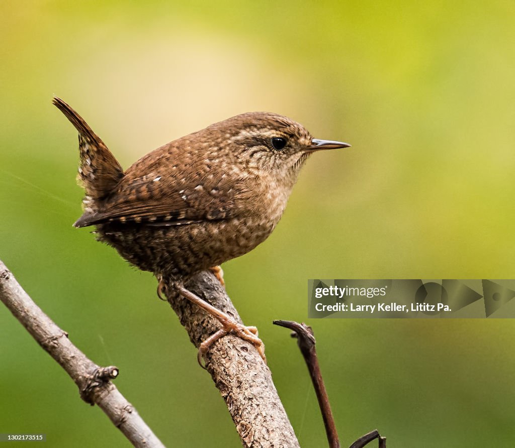 House Wren bird