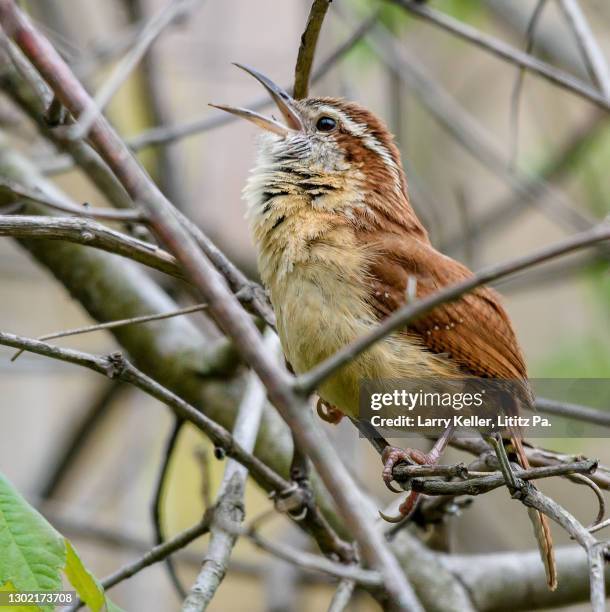 Merwin Wren Singing Wren Photos and Premium High Res Pictures - Getty Images